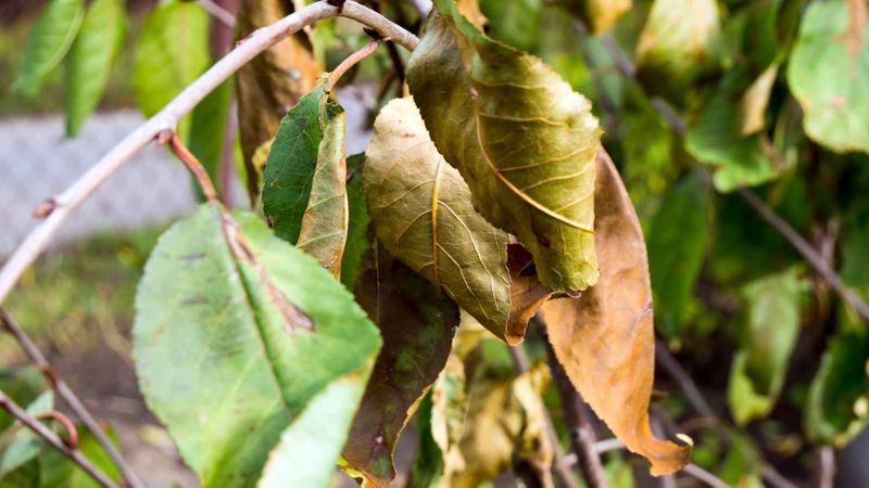 Avoid Overwatering As Temperatures Rise