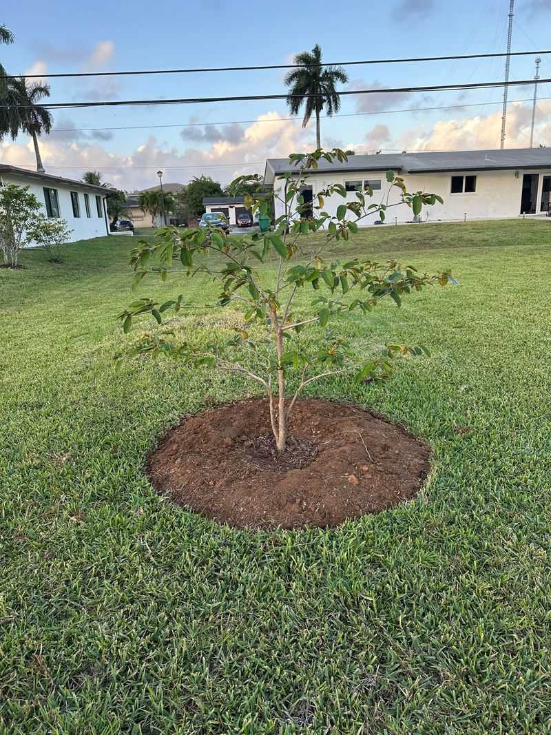 Give New Trees Extra Care