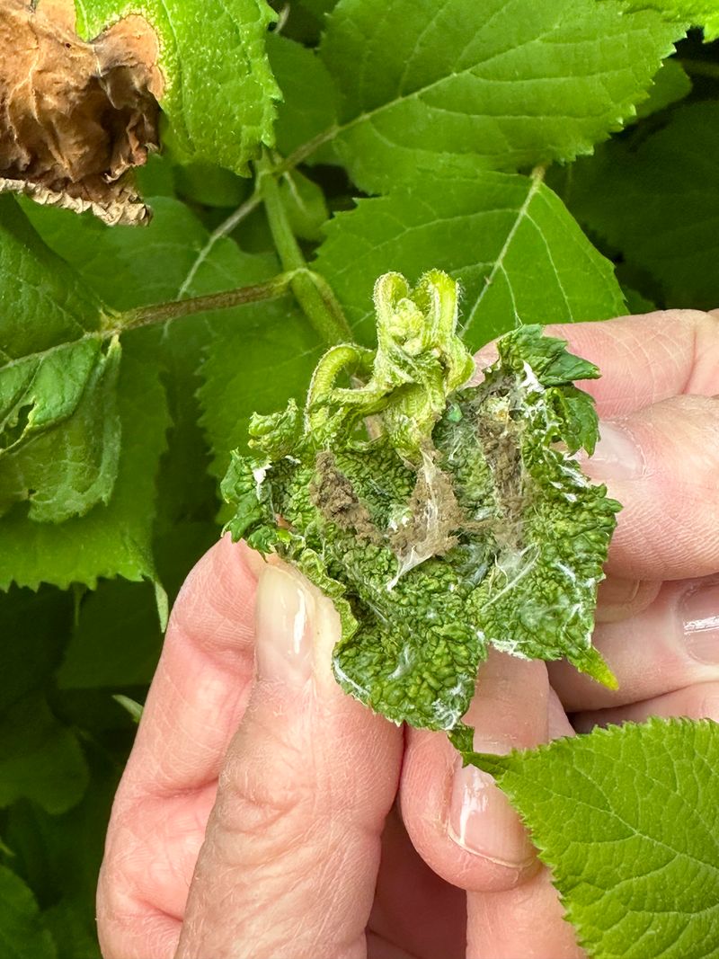 Check For Pests Early