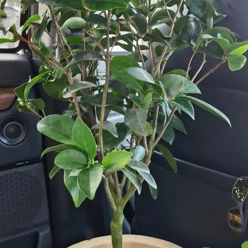 Reset Your Watering As Heat Builds