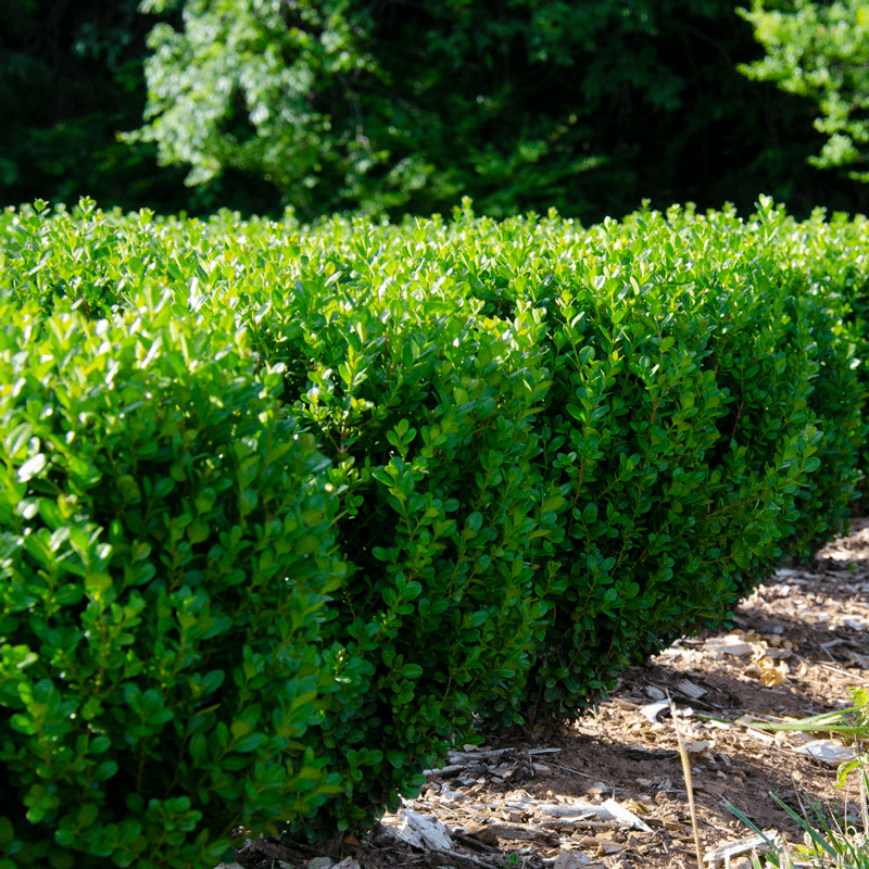 Boxwood (Buxus Spp.)