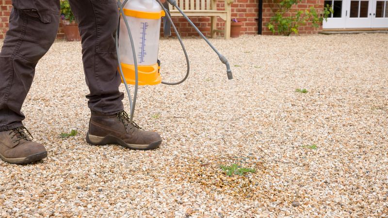 Use Pre Emergent Control At The Right Time In Spring