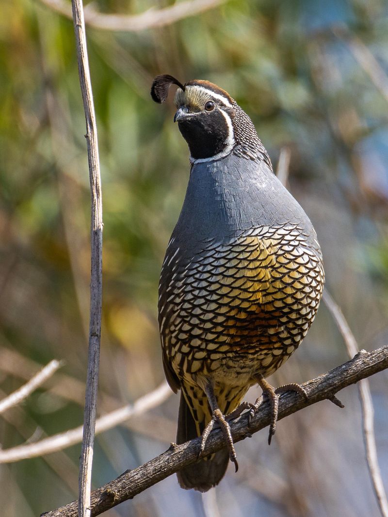 Let A Few Areas Stay Wild