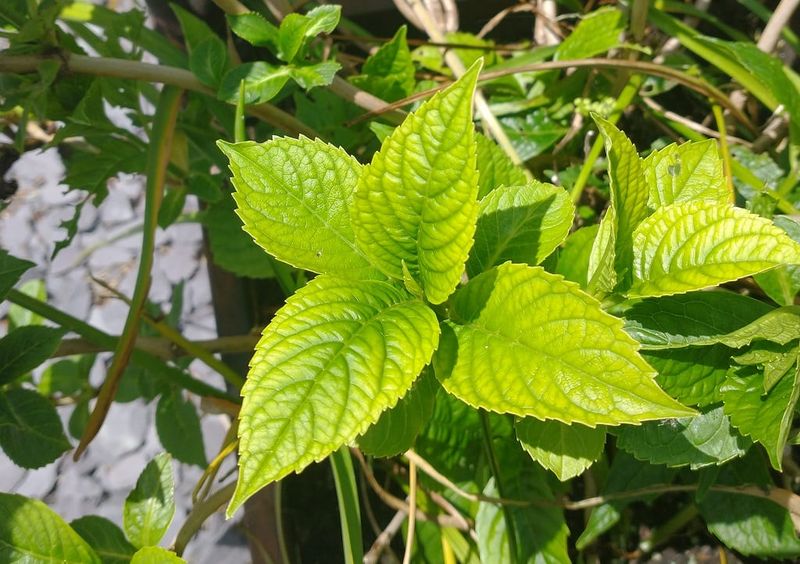 Avoid Heavy Clay That Stays Wet Too Long