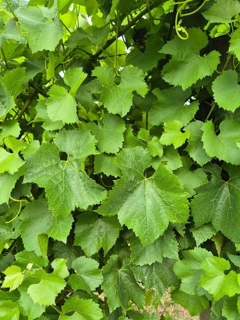 Leave Established Grapevines Alone If Spring Feeding Was Already Done