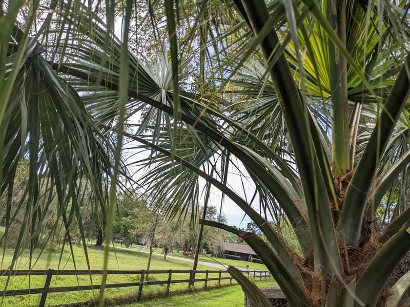 Leave Green Fronds In Place