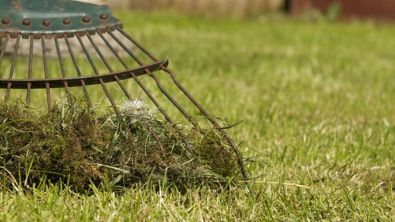 Clear Out Competing Grass