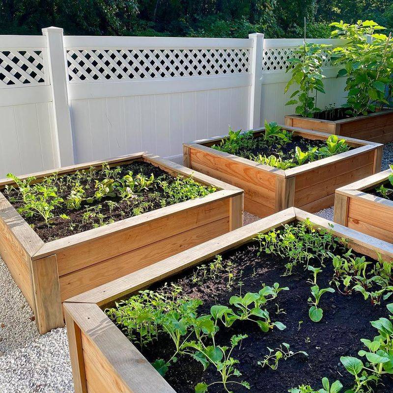 Putting Plants In The Wrong Light Or Site