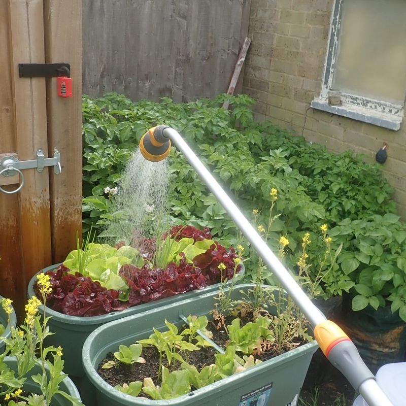Watering Lightly Instead Of Soaking The Soil Deeply