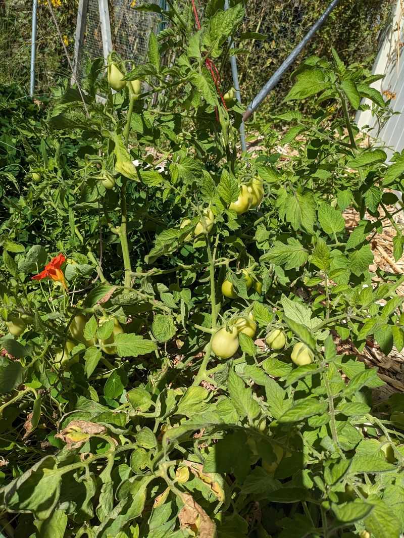 Overfeeding With Nitrogen In Hot Weather