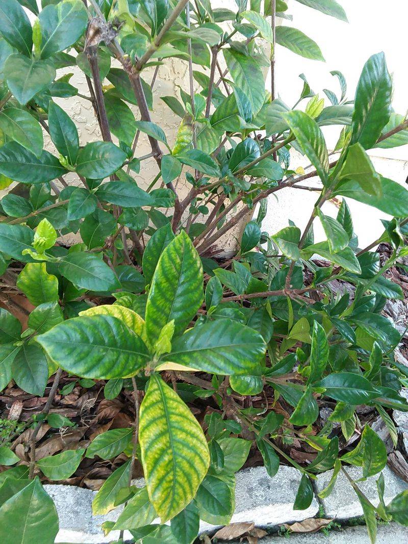 Fertilizing At The Wrong Time Or With The Wrong Type