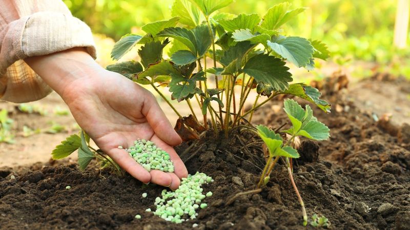 Overusing Nitrogen Fertilizer