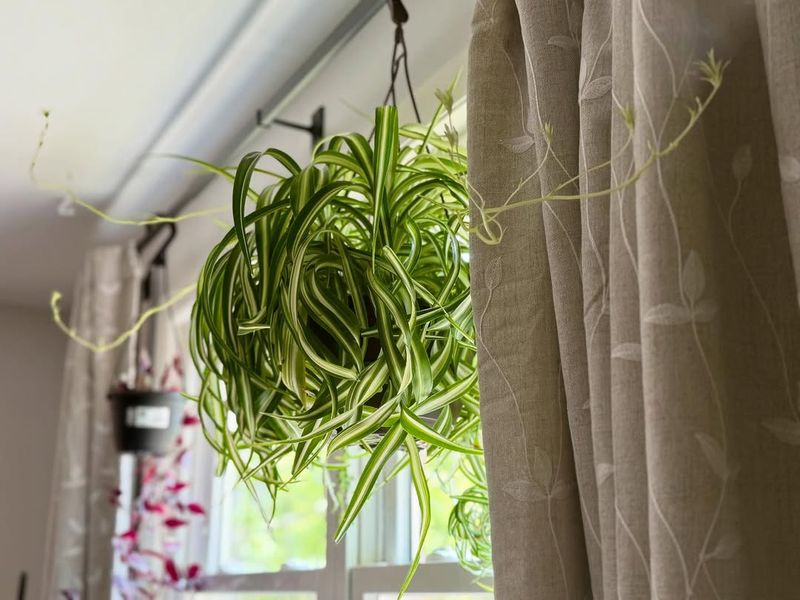 Moving It Into Direct Sun Too Fast