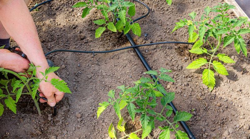 Overwatering Or Underwatering