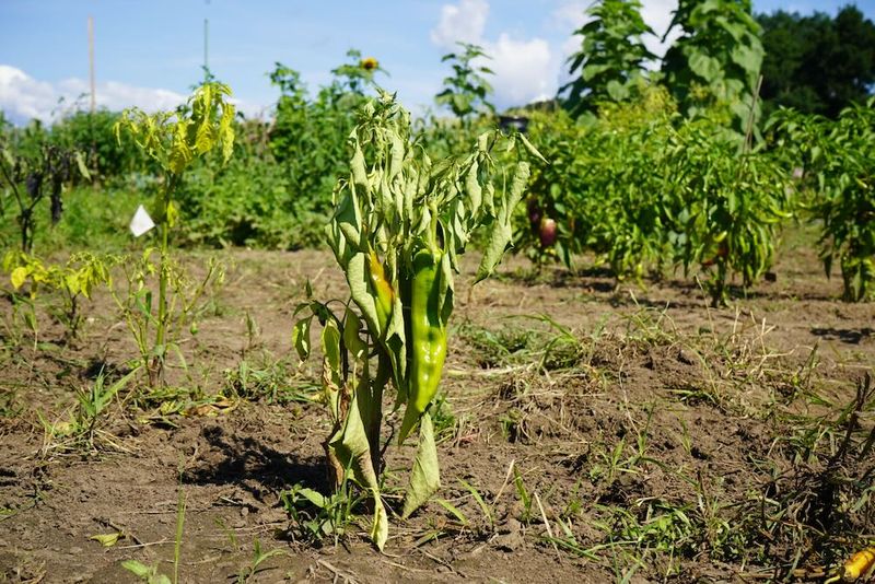 Overwatering Young Plants