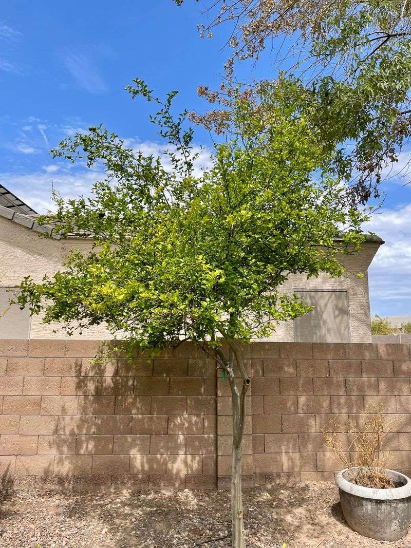 Using A General-Purpose Fertilizer Instead Of A Citrus Formula