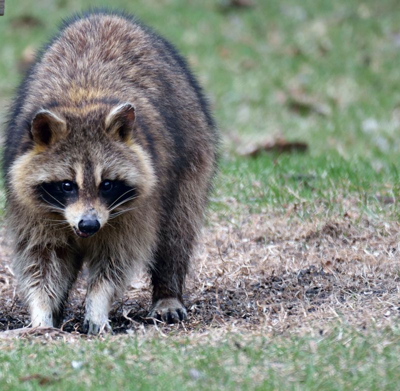 Raccoons Turn Over Soil Looking For Food In Early Spring