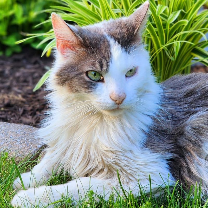 Cats For Scratched-Up Soft Soil