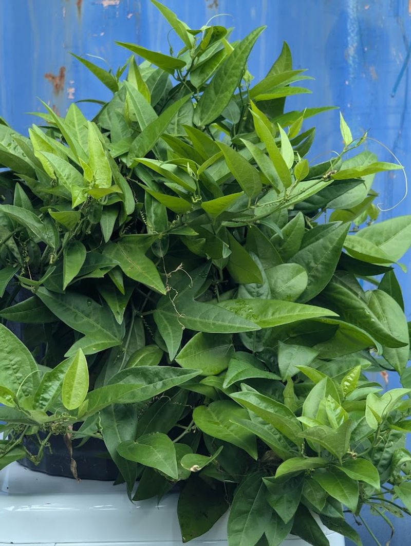 Corkystem Passionflower Fits Small Spaces And Feeds Butterflies