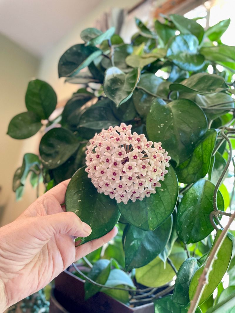 Leaving Flower Spurs In Place Supports Repeat Blooms