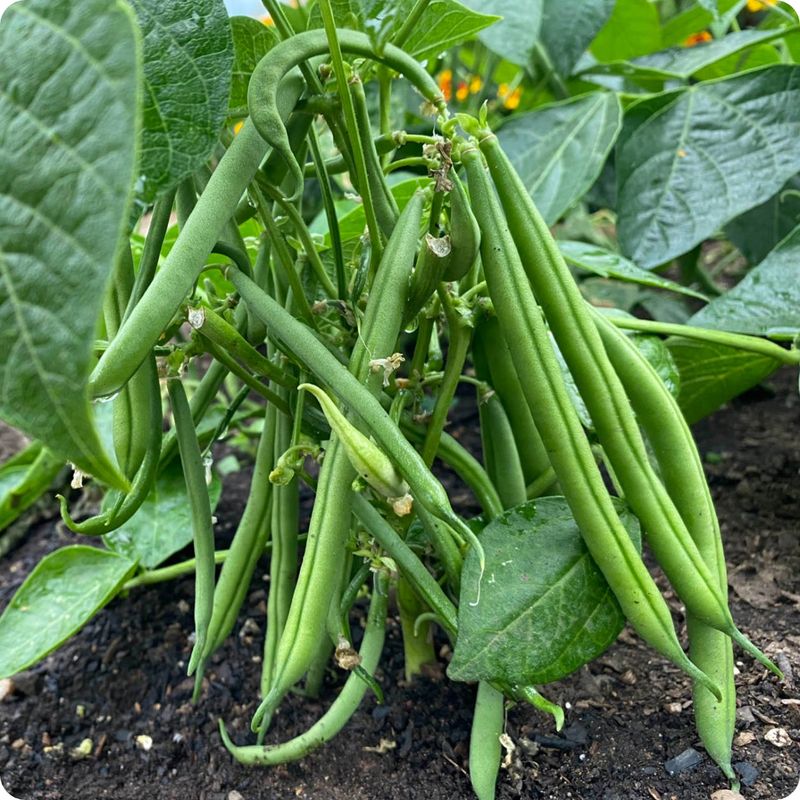 Plant Bush Beans Where They Will Not Tangle The Vines