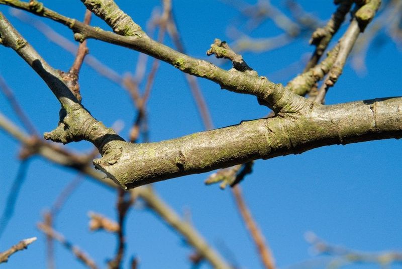 Open Wounds That Heal Slowly On Cut Branches