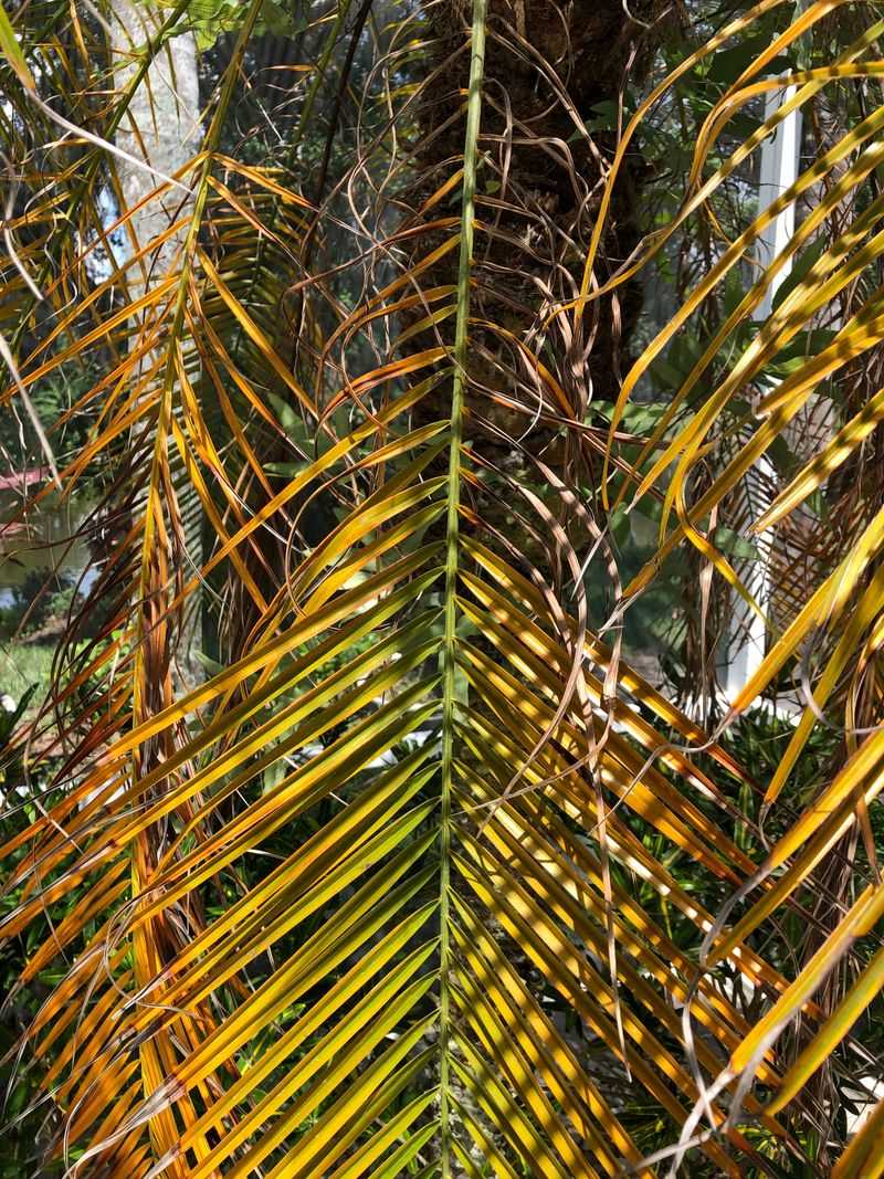 Magnesium And Potassium Help Prevent Common Palm Deficiencies