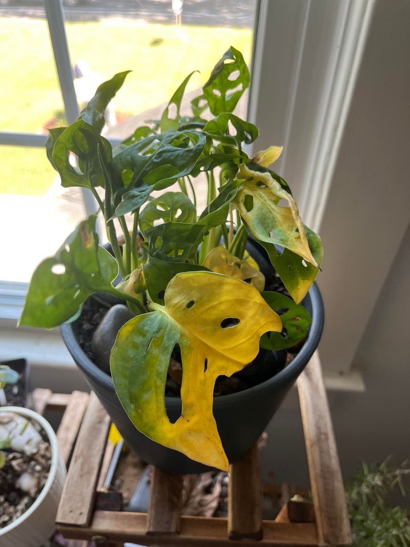 Yellowing Leaves