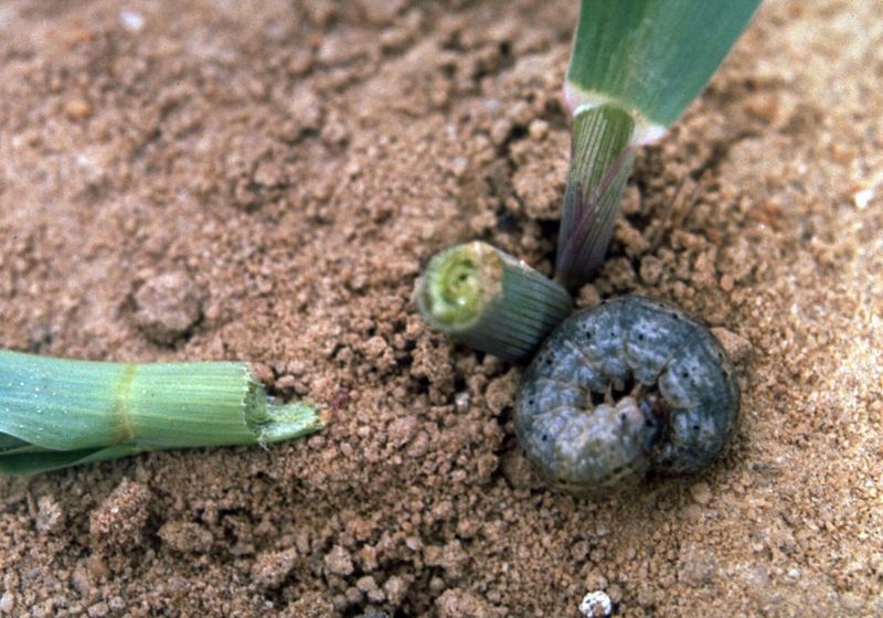 Cutworms Clip Seedlings Right At The Soil Line
