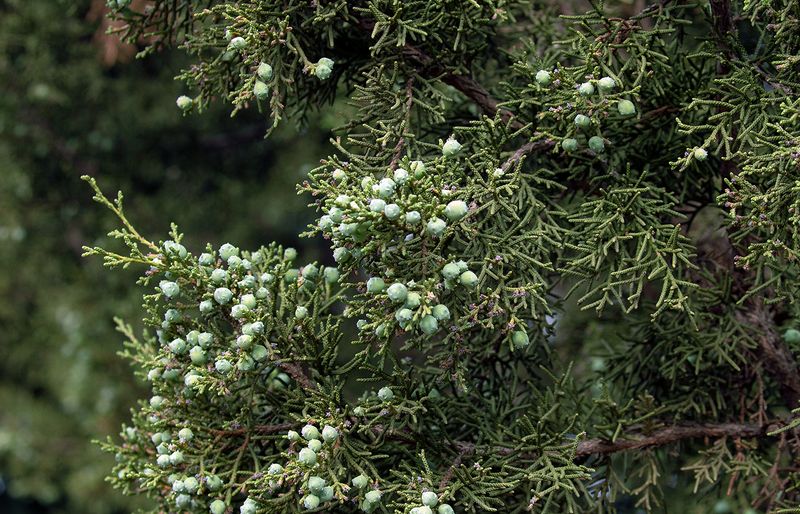 California Juniper Offers Food And Cover For Backyard Birds