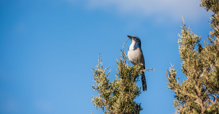 Small California Conifer Trees That Attract Birds With Food And Shelter