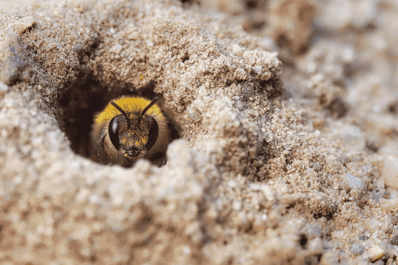 Mining Bees Emerging Early And Nesting In Bare Soil