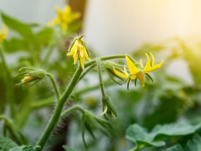 Your Timing Matters More Than Most Gardeners Realize