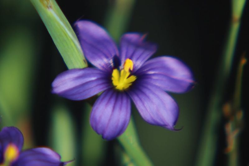 Blue-Eyed Grass For Easy Low-Growing Color