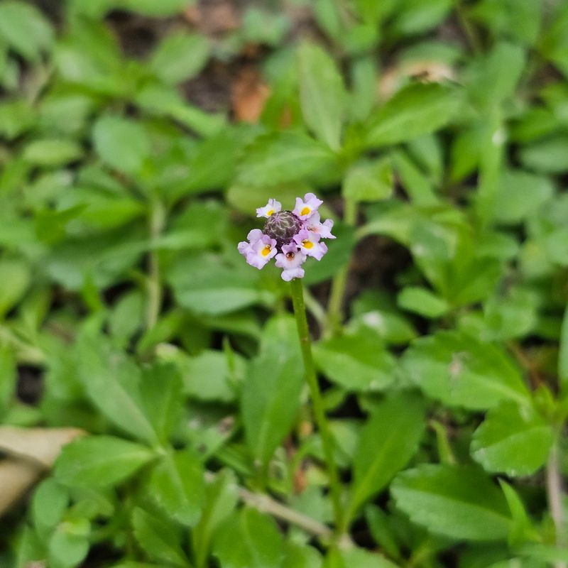 It Can Handle Occasional Foot Traffic In Low-Use Areas