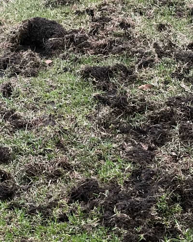 Holes Dug In Lawns While Searching For Grubs