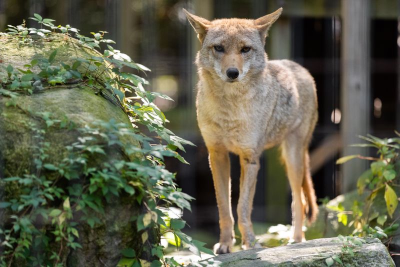 Making Noise Can Help Scare Coyotes Away