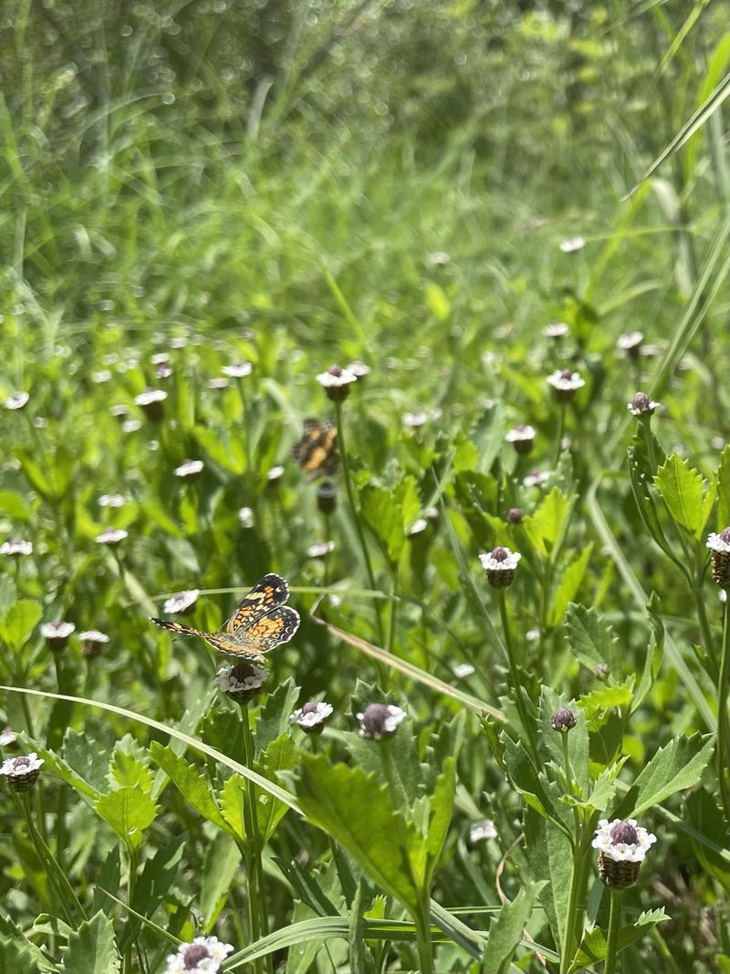 Pollinators Stay Active Around The Plant During Peak Months
