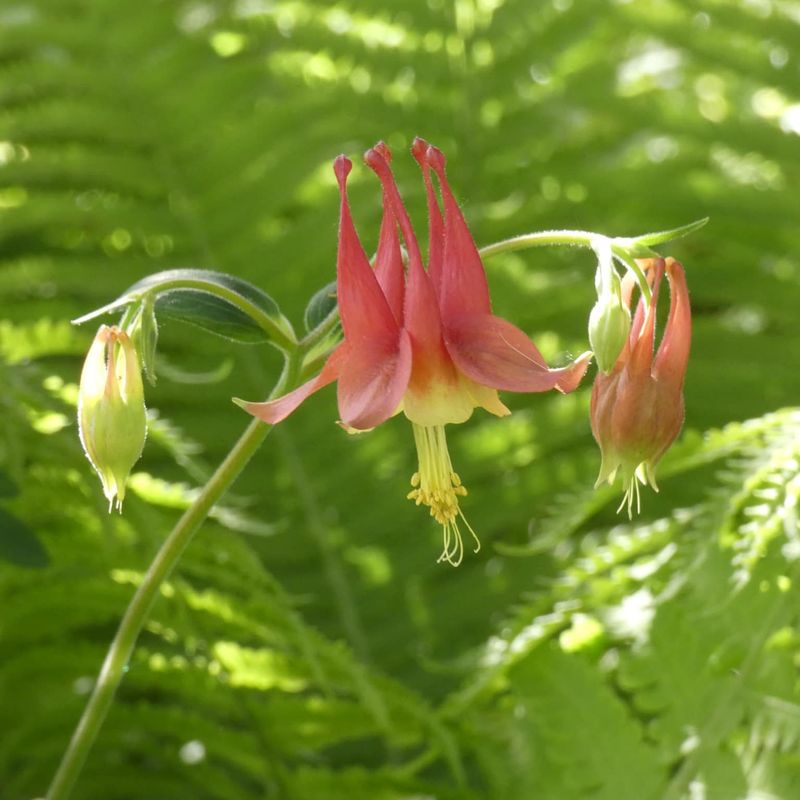Wild Columbine (Aquilegia canadensis)