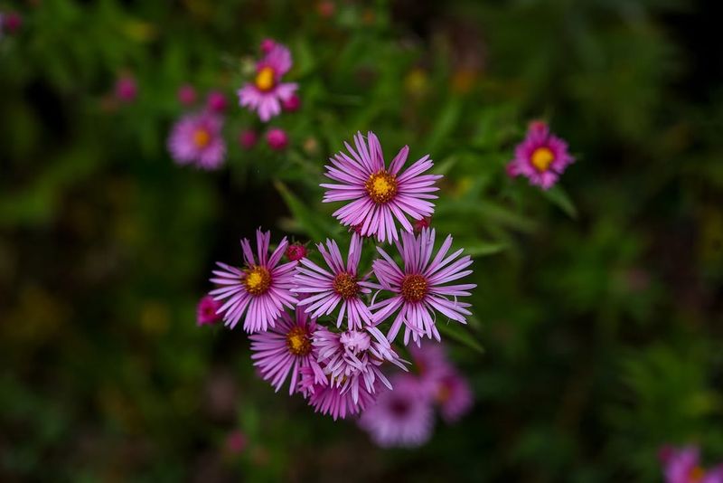 New England Aster That Closes The Season Strong