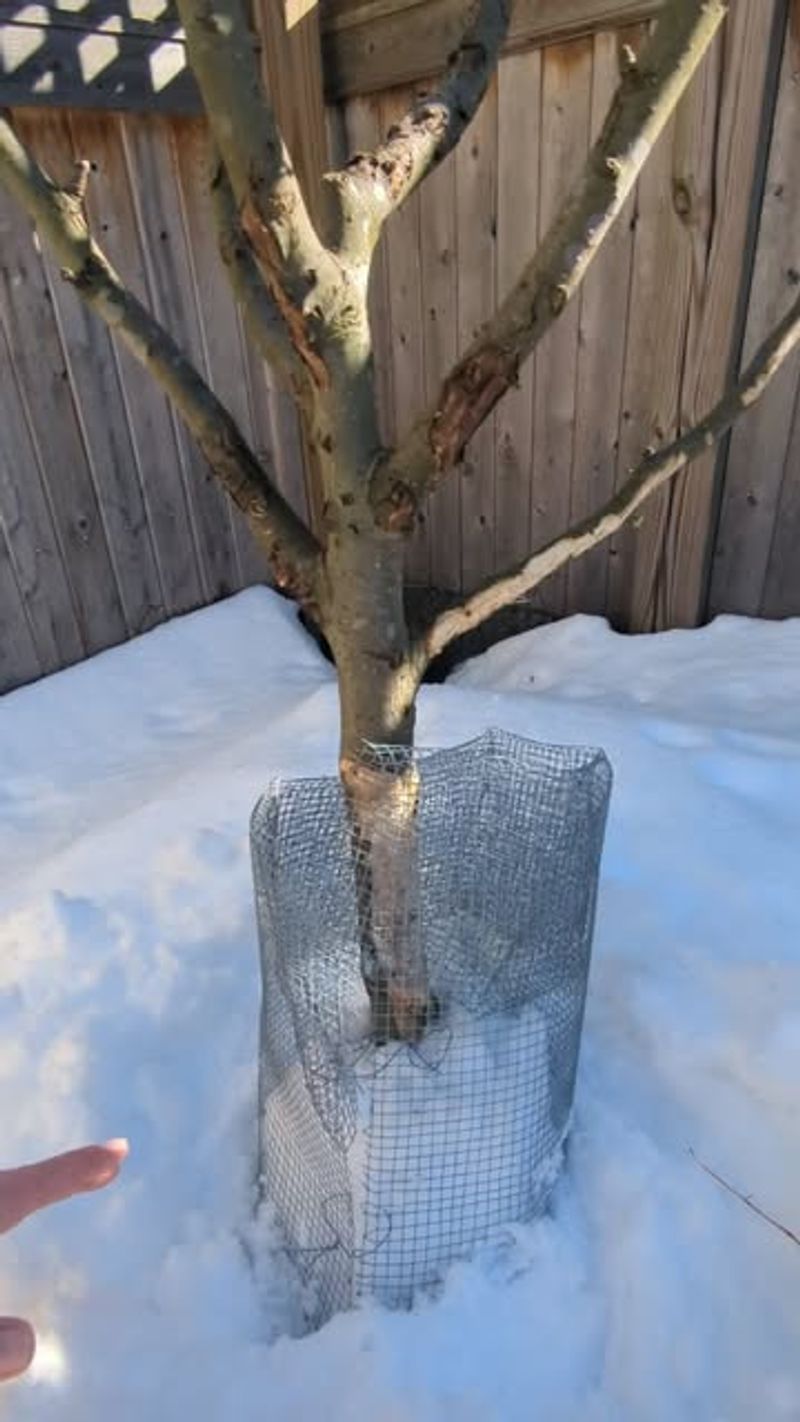 Damage Patterns Follow Snow Lines