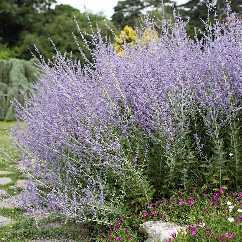 Russian Sage