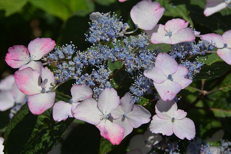 Mountain Hydrangea Fits Cooler Mountain And Piedmont Gardens