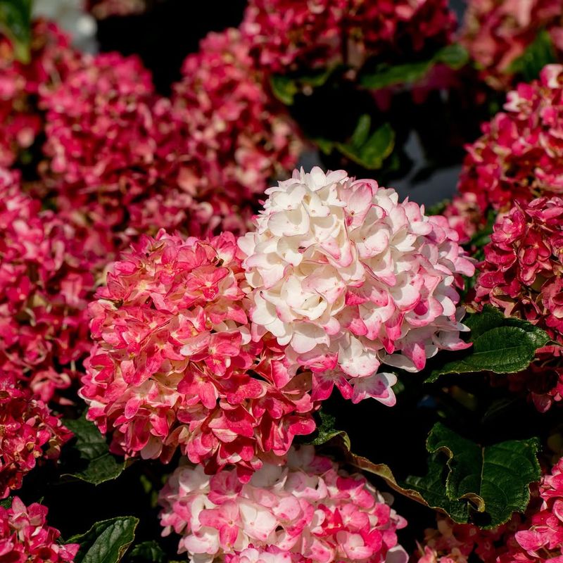 Panicle Hydrangea Delivers Months Of Color