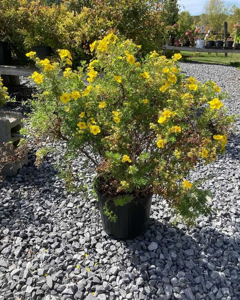 Potentilla Loves A Trim