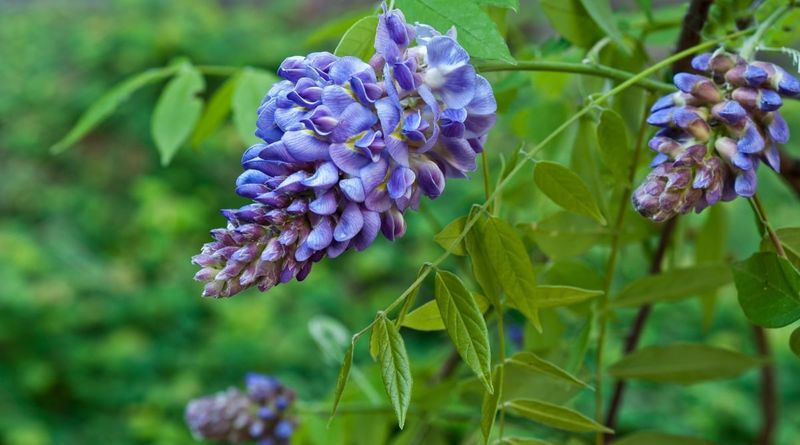 American Wisteria (Wisteria frutescens)