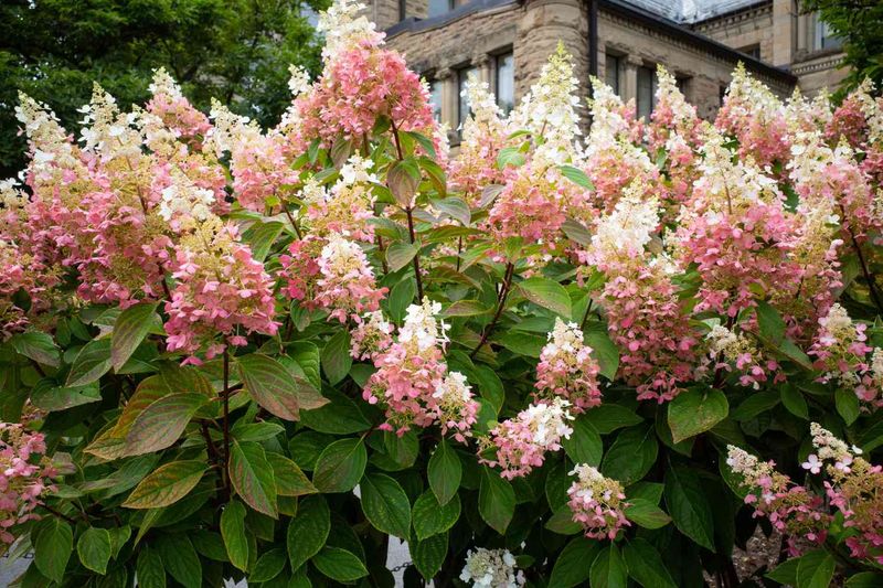 Panicle Hydrangea Handles Ohio Weather With Ease