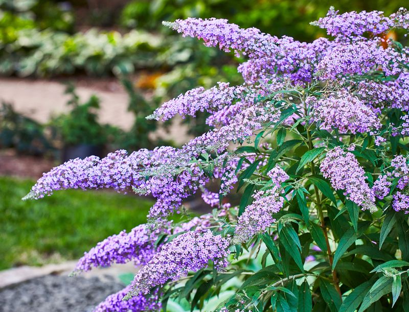 Butterfly Bush