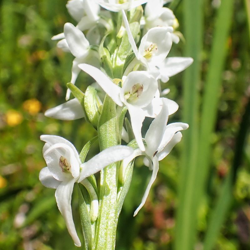 Bog Candle Offers Fragrant Flowers For Night Visitors