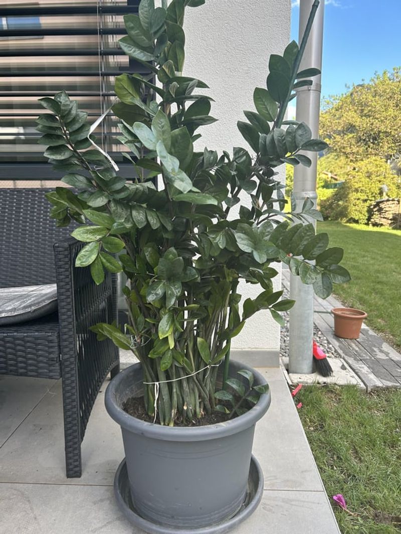 ZZ Plant Grows Well With Minimal Light